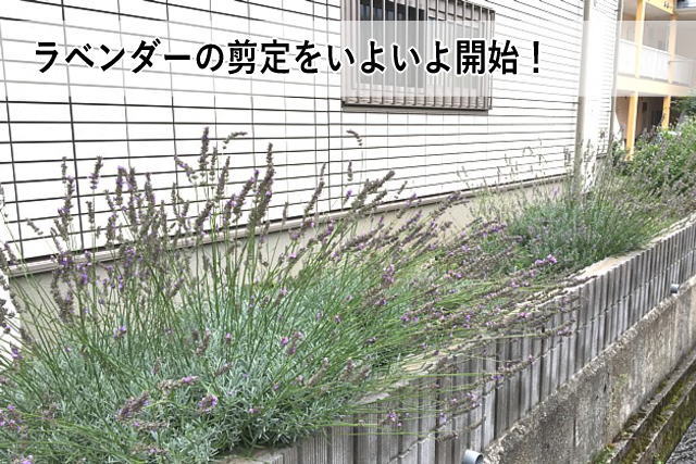 ラベンダーの剪定をいよいよ開始!
