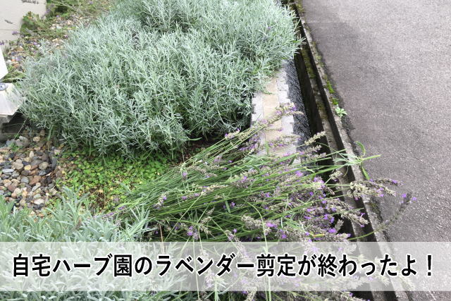 自宅ハーブ園のラベンダー剪定が終わったよ!