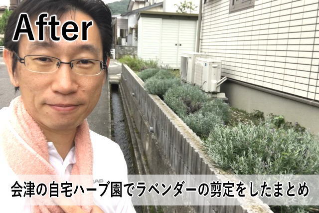 会津の自宅ハーブ園でラベンダーの剪定をしたまとめ