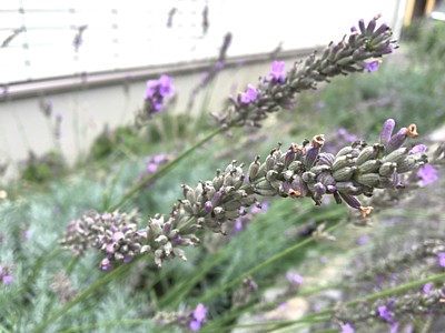 自宅ハーブ園のラベンダー花穂
