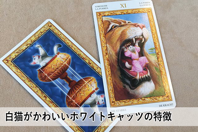 白猫がかわいいホワイトキャッツの特徴