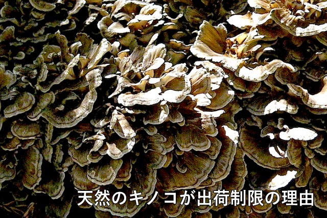 天然のキノコが出荷制限の理由