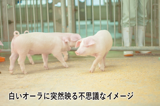 白いオーラに突然映る不思議なイメージ