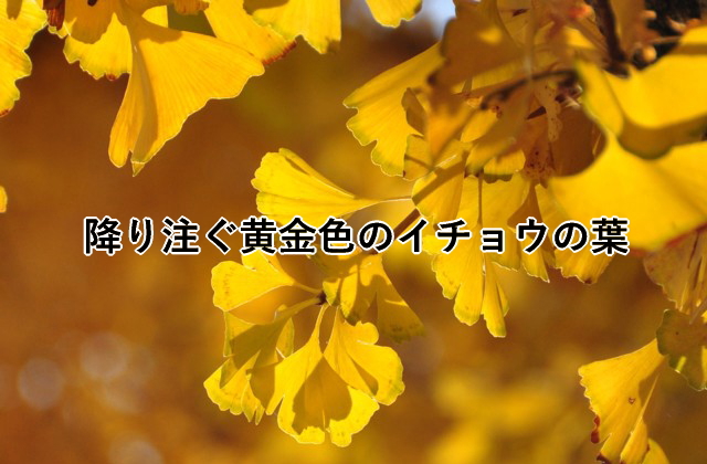 降り注ぐ黄金色のイチョウの葉